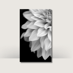Monochrome Blooms | A6 Cash Binder Dashboards