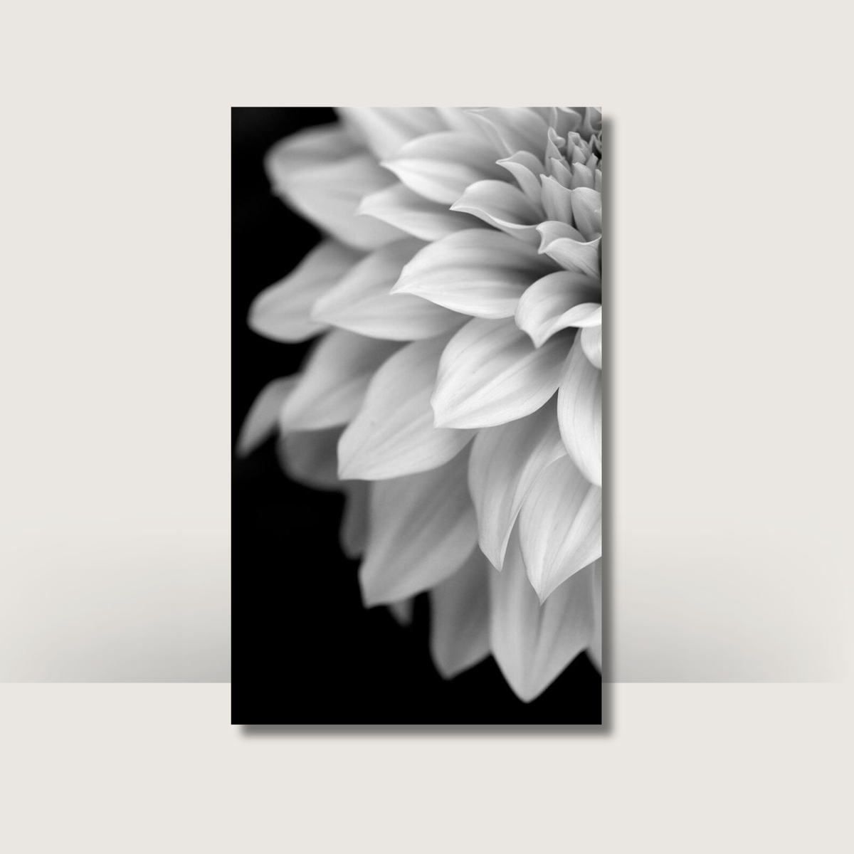 Monochrome Blooms | A6 Cash Binder Dashboards